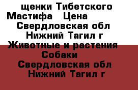 щенки Тибетского Мастифа › Цена ­ 25 000 - Свердловская обл., Нижний Тагил г. Животные и растения » Собаки   . Свердловская обл.,Нижний Тагил г.